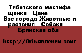  Тибетского мастифа щенки › Цена ­ 10 000 - Все города Животные и растения » Собаки   . Брянская обл.